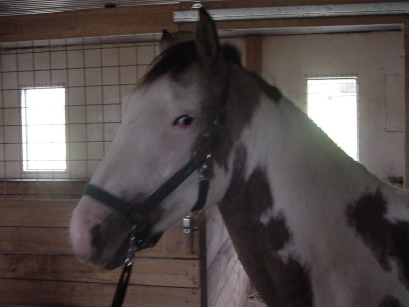 yayponies007.jpg