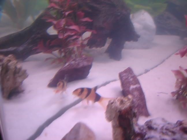 fishtankpics012.jpg