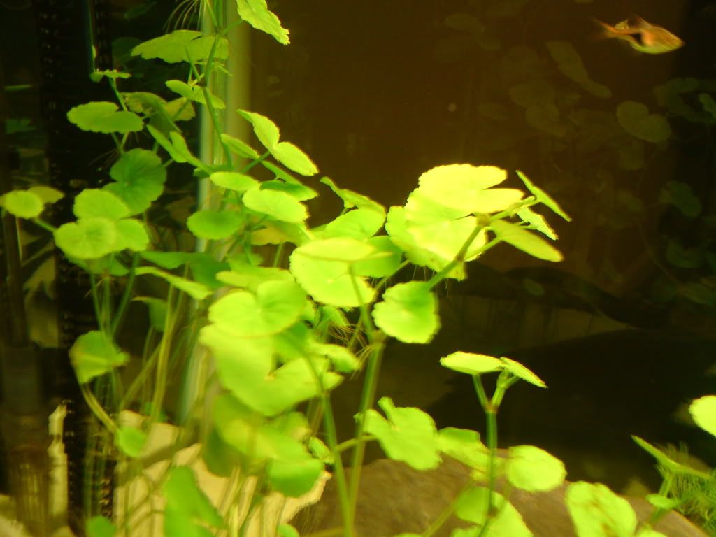 DSC00336.jpg