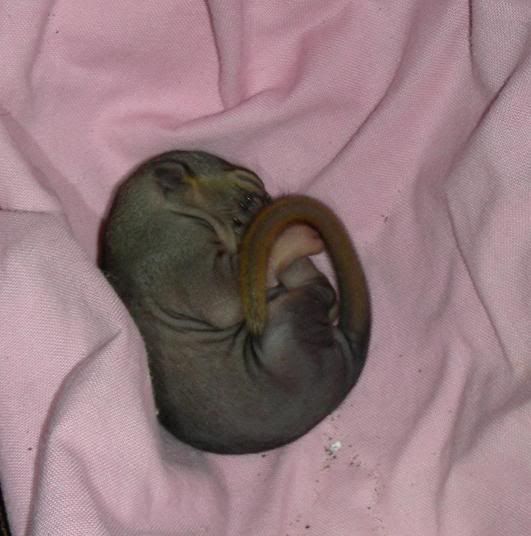 squirrelbaby.jpg