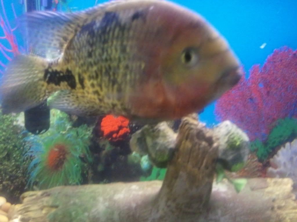 2011-08-14120942.jpg