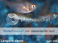 01danio_leopard.jpg
