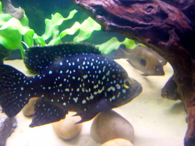 Nov08184.jpg