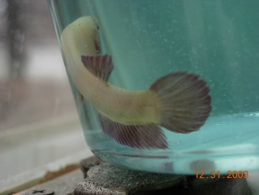 Fish032.jpg