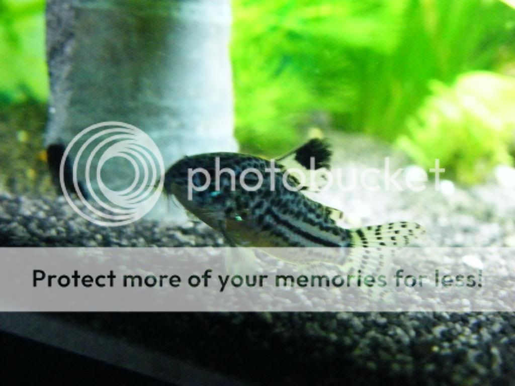 DSCF4183.jpg