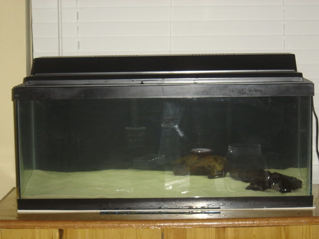 progessof20gallon001.jpg