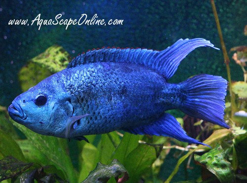 blue_dempsey_1.jpg
