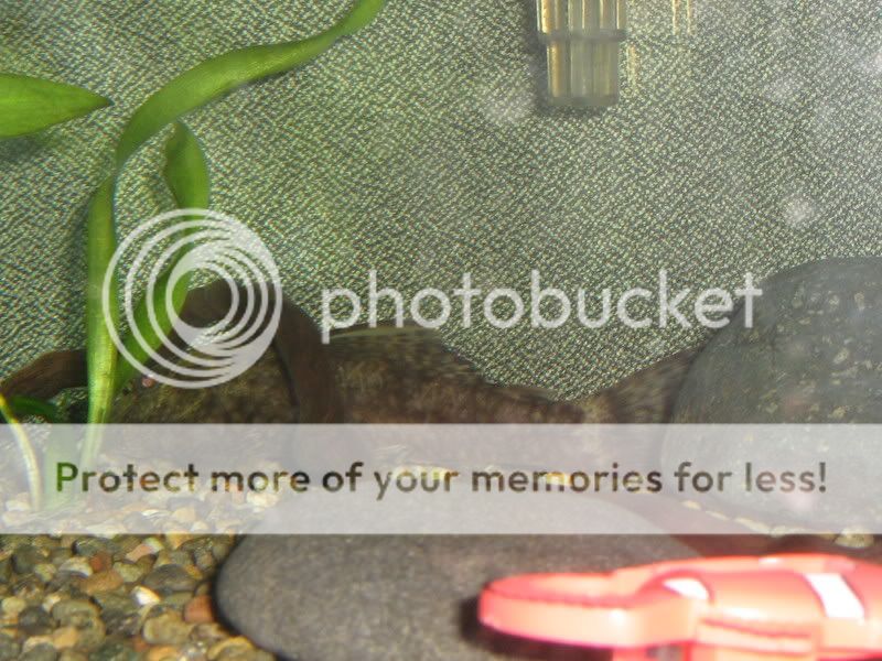 PictureorVideo137.jpg