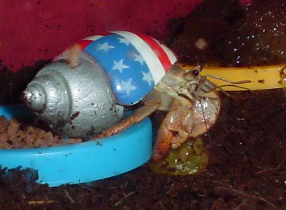 1crab.jpg