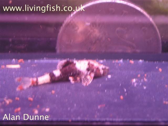 pleco.jpg