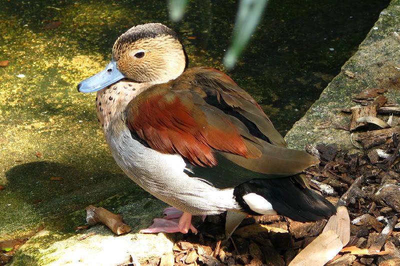 Duck1.jpg