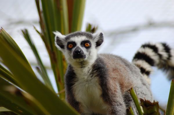 cotswoldwildlifepark108.jpg