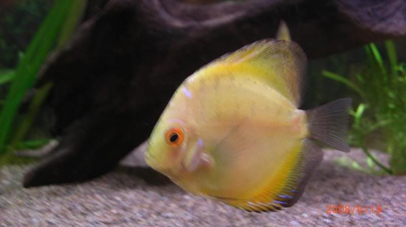 discus9.jpg