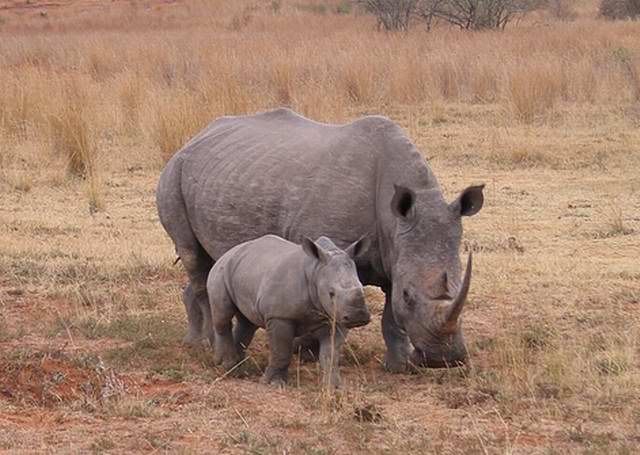 W_Rhino_1.jpg