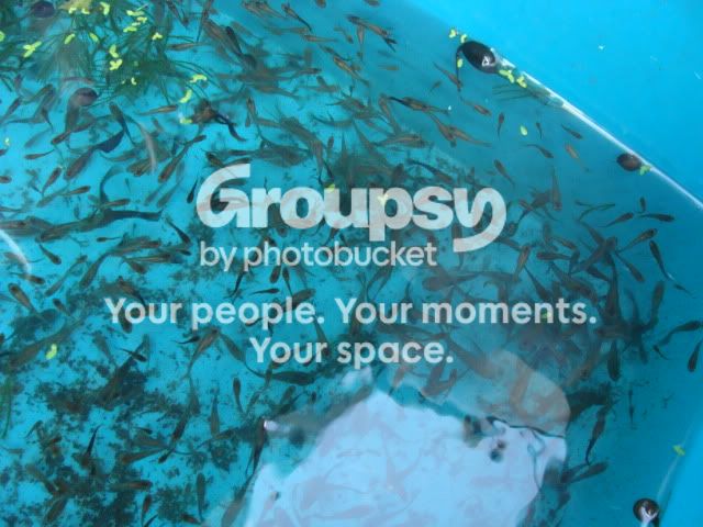 Fishexport004.jpg