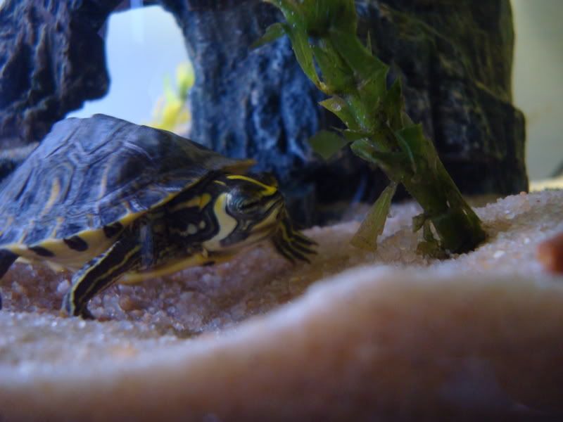turt017.jpg