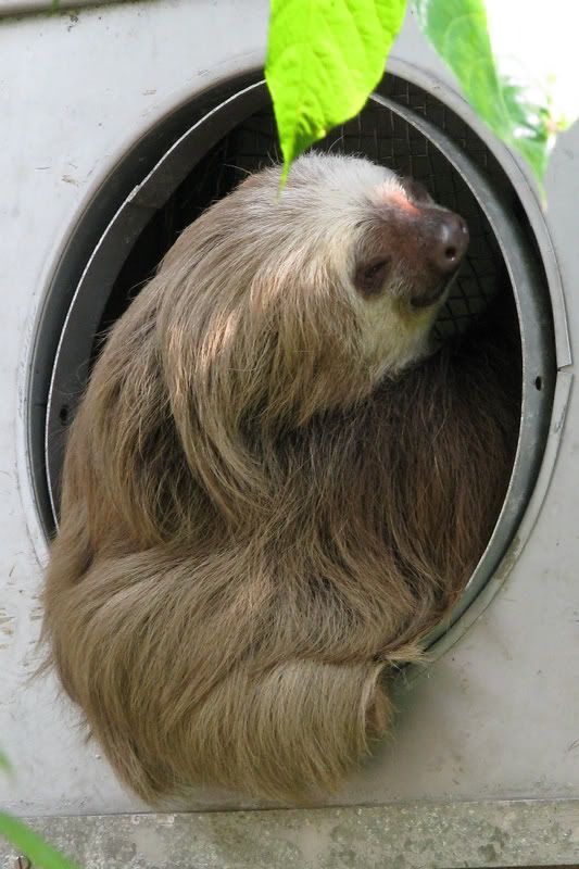 Sloth2.jpg