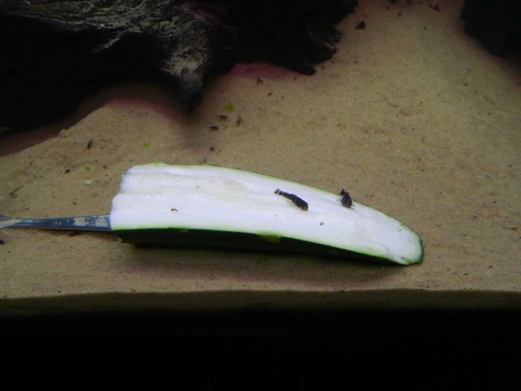 DSCN0567.jpg