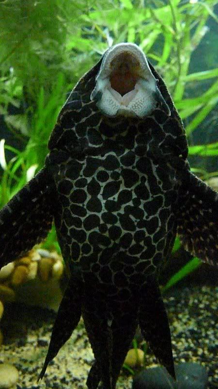 fish510107.jpg