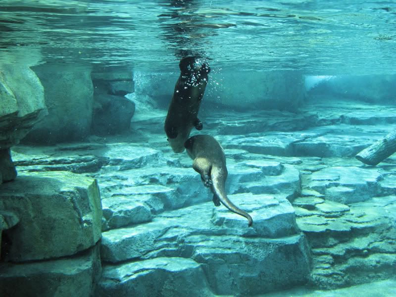RiverOtter2.jpg