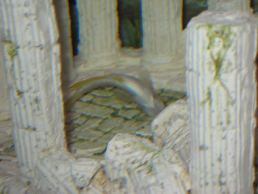 killifishback024.jpg