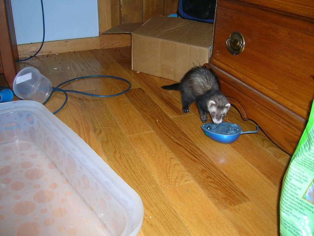 ferrets010.jpg