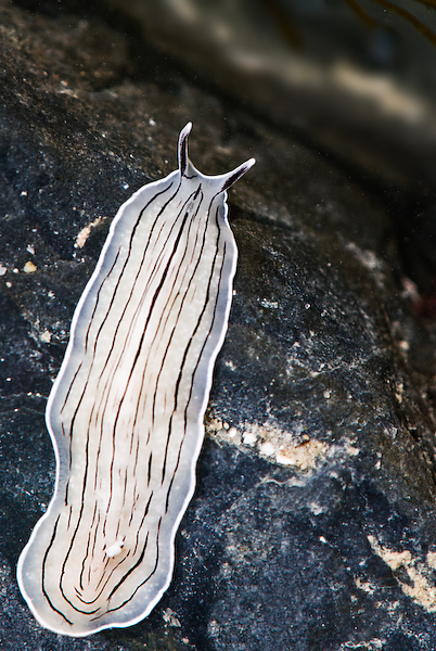 Rockpoolin___I_by_HairyToes.jpg