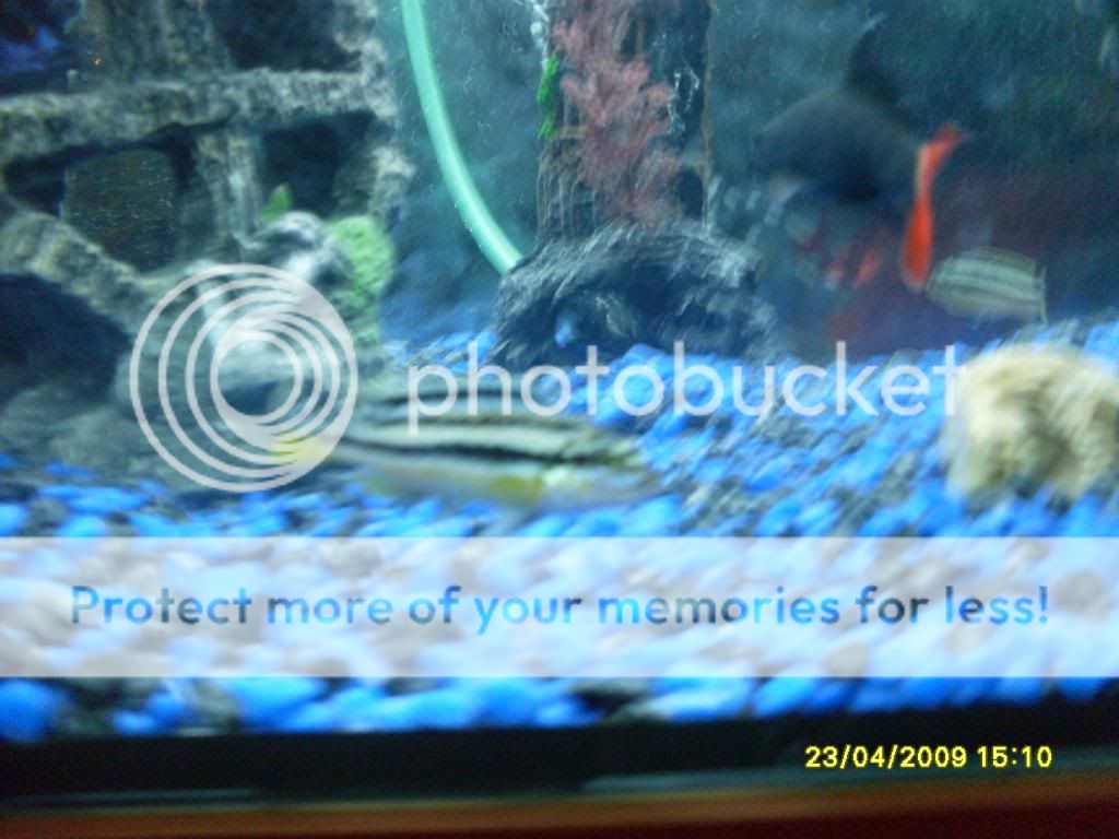 mycichlids010.jpg