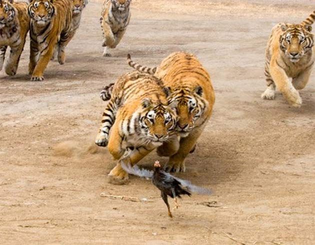 chicken-run-tiger.jpg