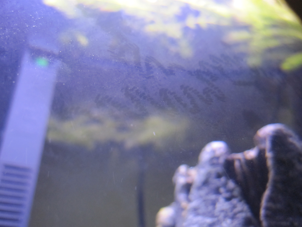 Tracked_Nerite_Snail_Tracks-3.png