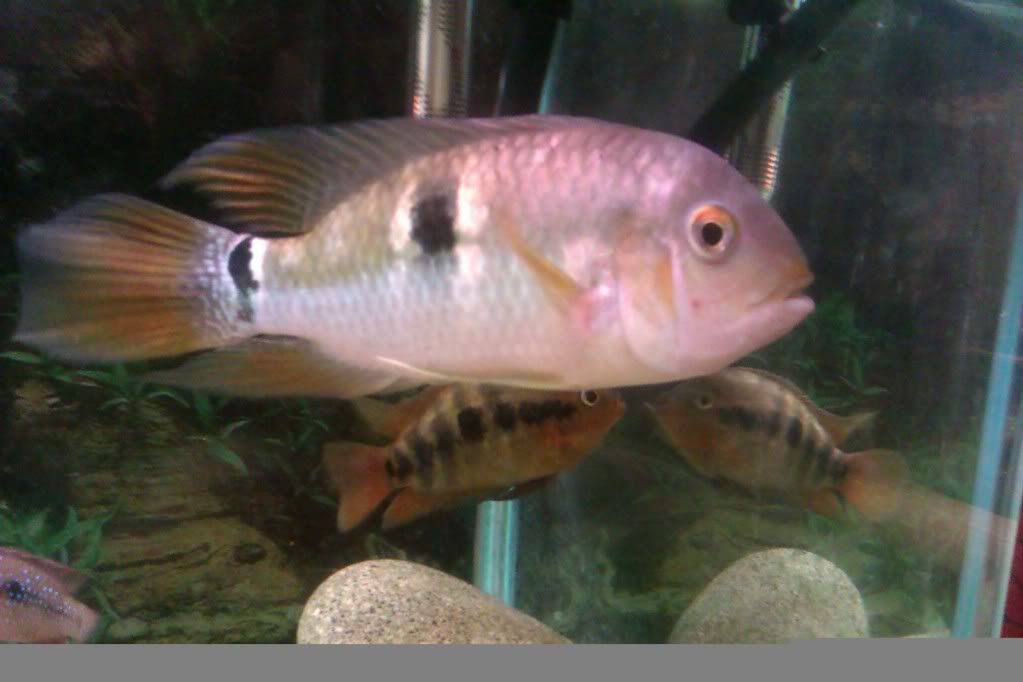 IMAG00532.jpg