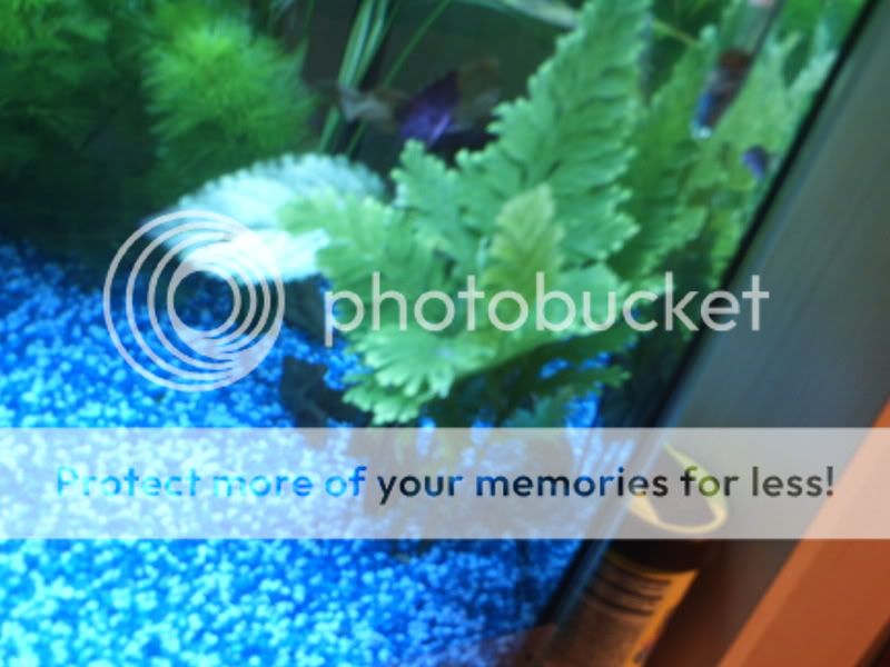 PICT0035.jpg