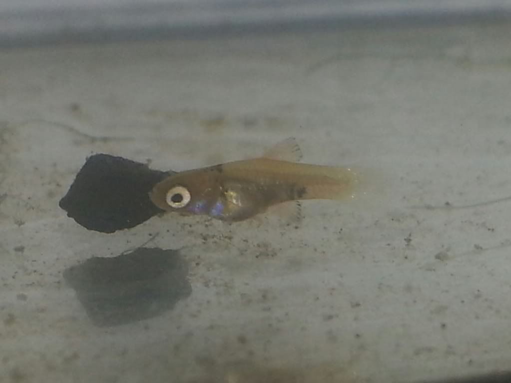 20130607_204919-1_zps4a6e9721.jpg