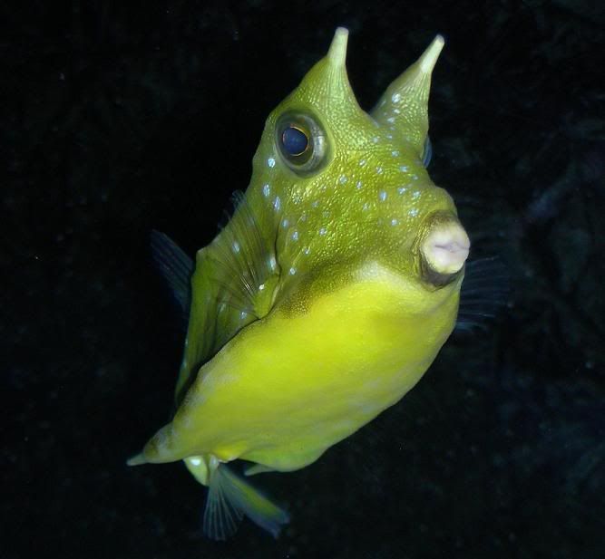 cowfish8.jpg
