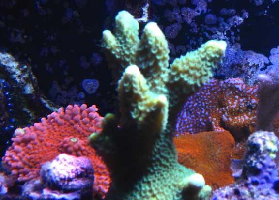 Oct2010AcroGreen.jpg