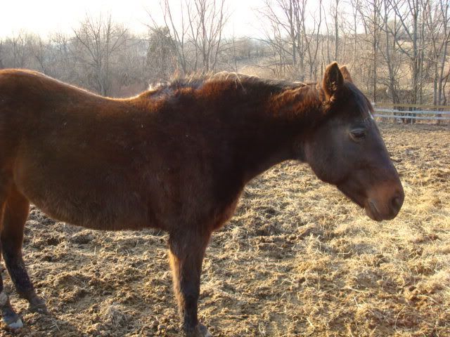 horsies004.jpg
