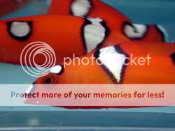 wrasse4.jpg