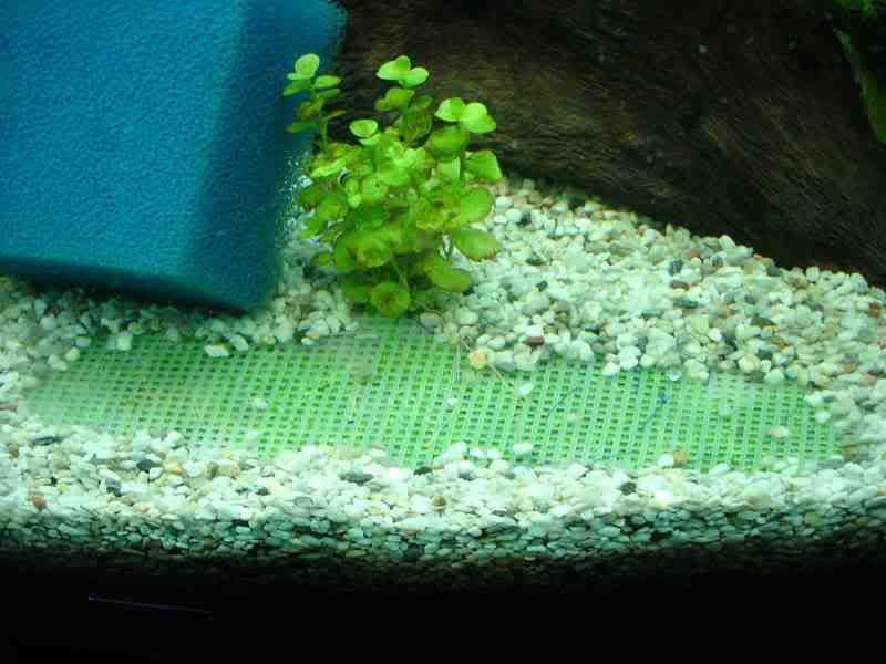 Riccia1.jpg