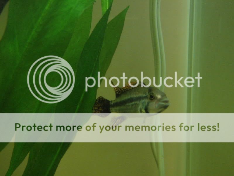 PictureorVideo820.jpg