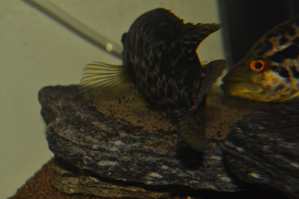 DSC_0452.jpg