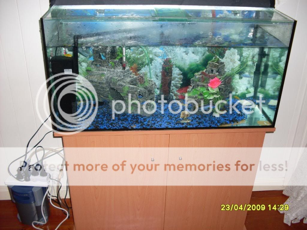 myfishtank40g004.jpg