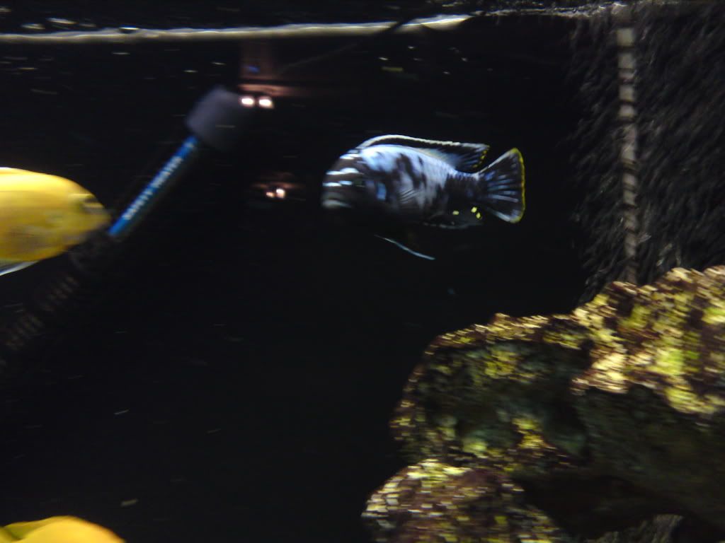 johnsfish126.jpg