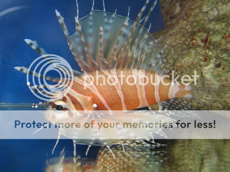 lionfish3.jpg
