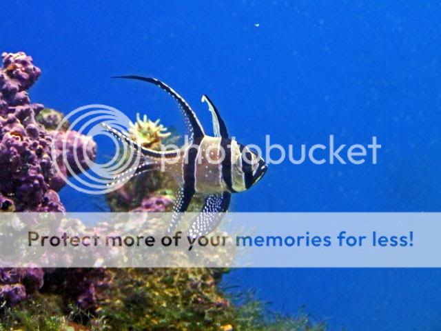 2009_0714Reef0113a.jpg