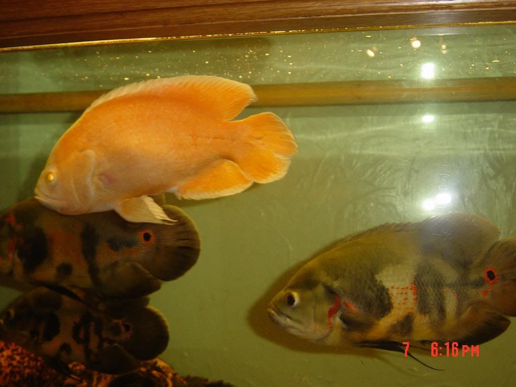 006-3.jpg