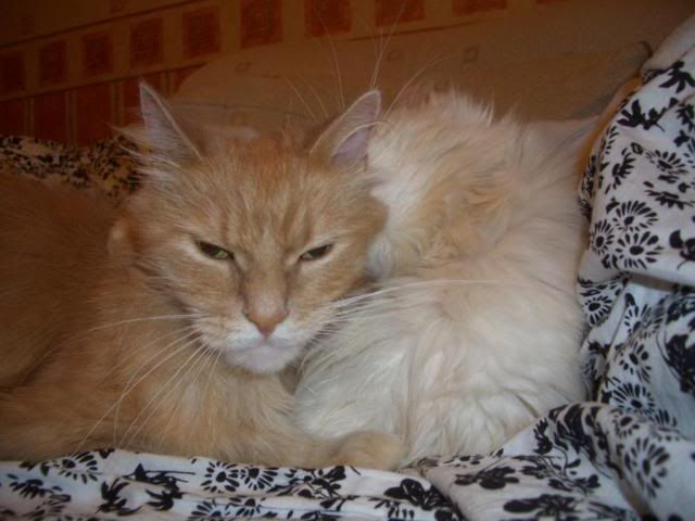 cat023.jpg