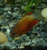 redhoney.gif