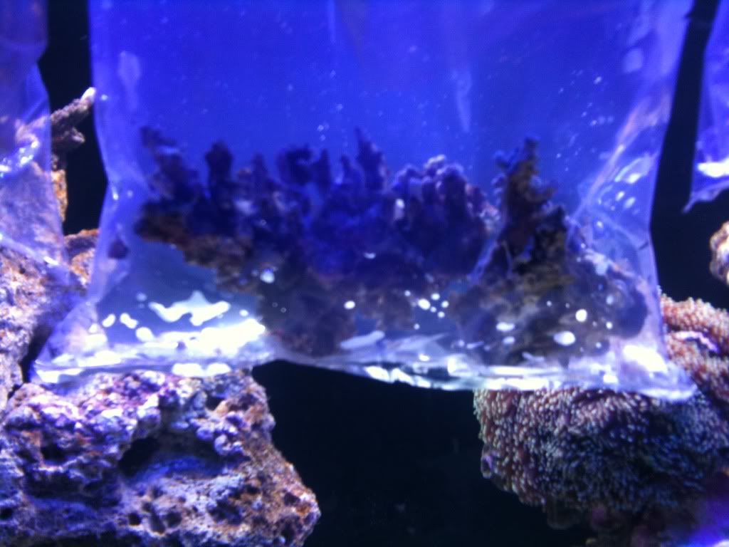 newcoral.jpg