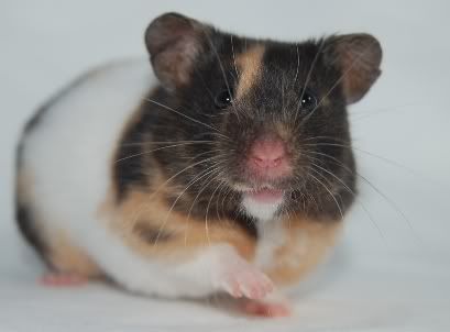 ASBO1.jpg