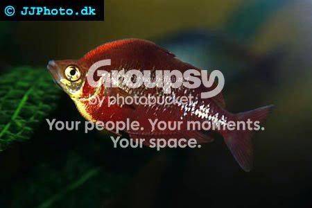 red-rainbowfish.jpg
